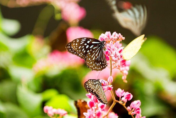 Kuala Lumpur Bird Park & Butterfly Farm Tour - The Sum Up