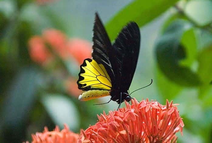Kuala Lumpur: Bird Park, Butterfly & Garden Private Tour - Key Points