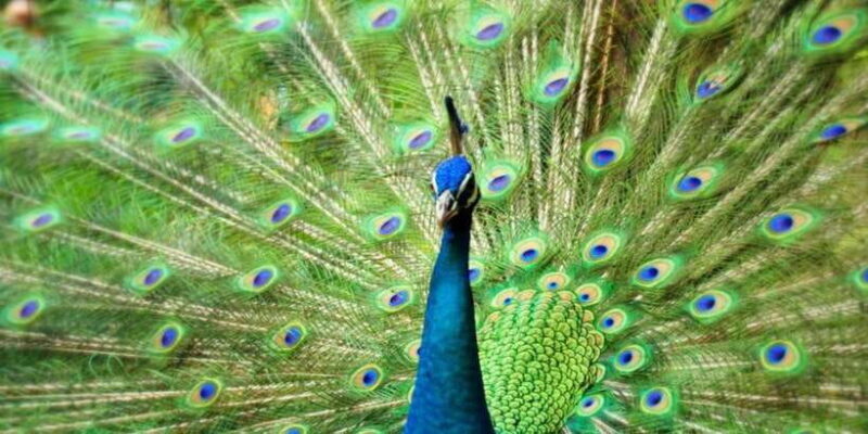 Kuala Lumpur: Bird Park, Butterfly & Garden Private Tour - FAQ