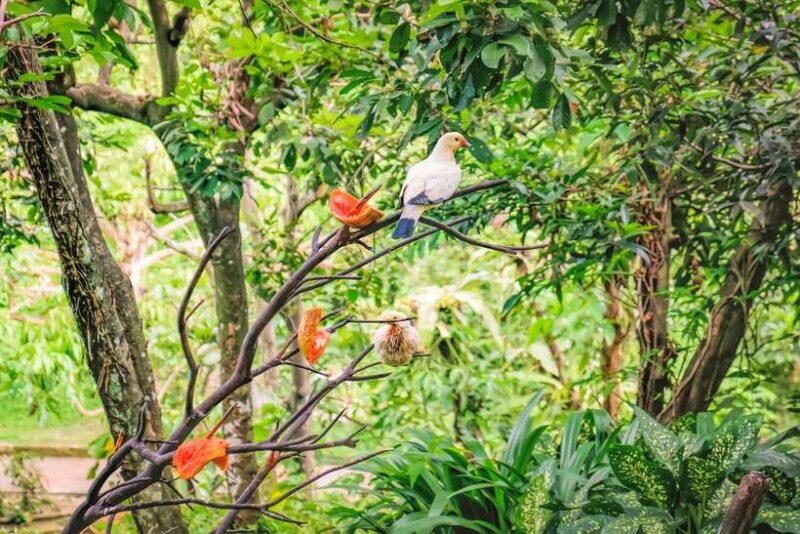 Kuala Lumpur: Bird Park Day Ticket & 1-Way Transfer - The Sum Up