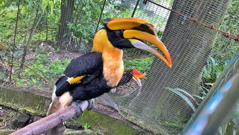 Kuala Lumpur: Bird Park Day Ticket & 1-Way Transfer - FAQs