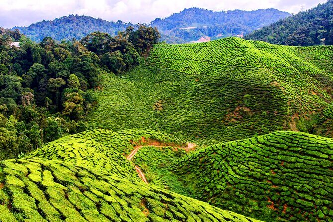 Kuala Lumpur: Cameron Highlands & Batu Caves Private Day Tour - Potential Considerations