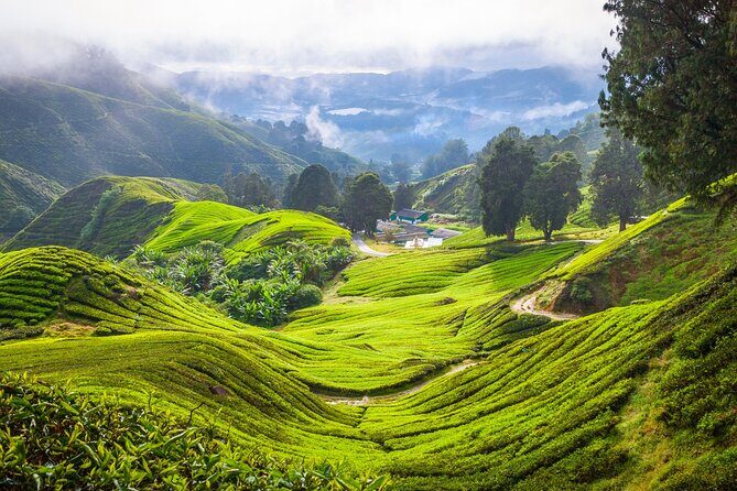 Kuala Lumpur: Cameron Highlands & Batu Caves Private Day Tour - In The Sum Up