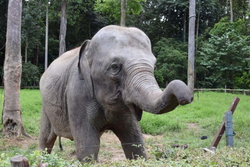 Kuala Lumpur Day Tour: Batu Caves & Elephant Sanctuary - A Detailed Look at the Tour Experience