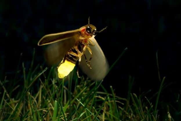 Kuala Lumpur: Fireflies & Blue Tears Tour with Seafood Meal - What’s the Value?