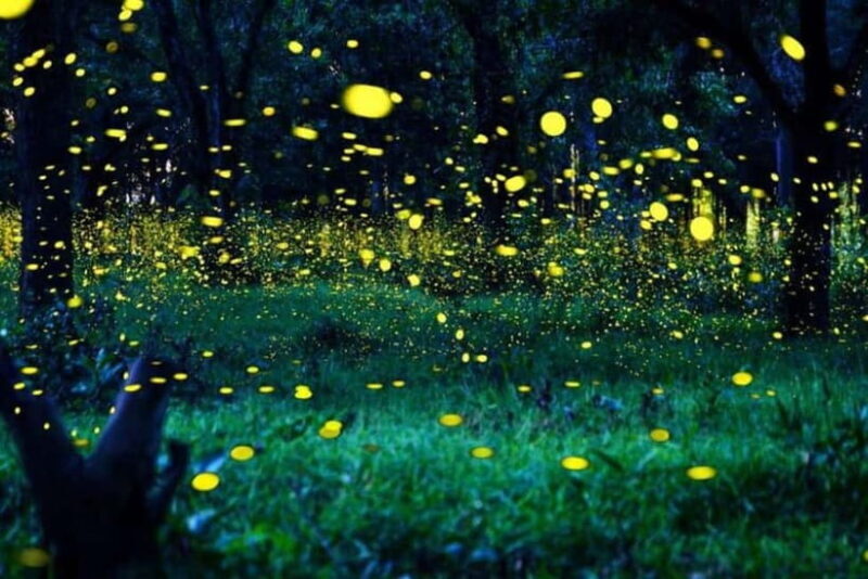 Kuala Lumpur: Fireflies Tour with Dinner and Hotel Pickup - Introduction and What to Expect