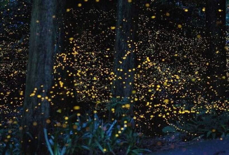 Kuala Lumpur: Fireflies Tour with Dinner and Hotel Pickup - Who Will Love This Tour?