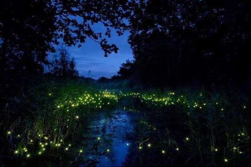 Kuala Lumpur: Fireflies Tour with Dinner and Hotel Pickup - FAQs