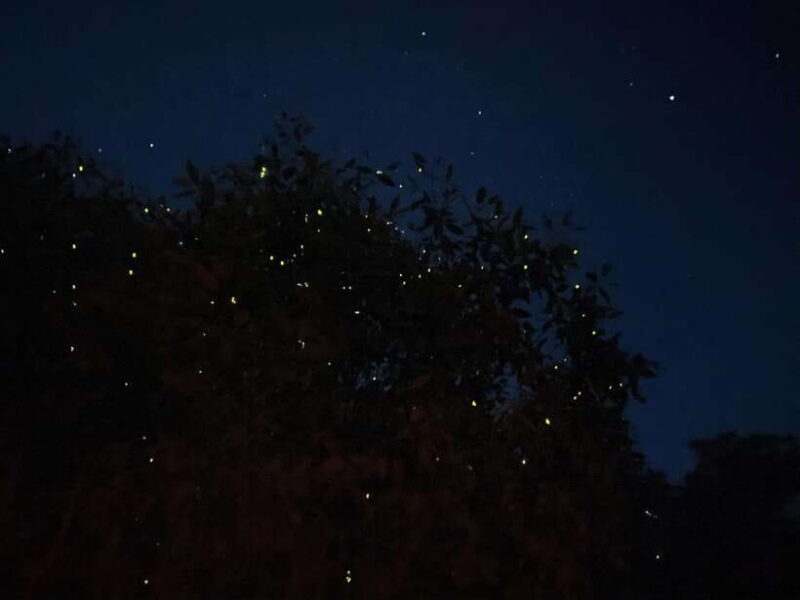 Kuala Lumpur: Kuala Selangor Fireflies and Blue Tears Tour - A Deep Dive into the Experience