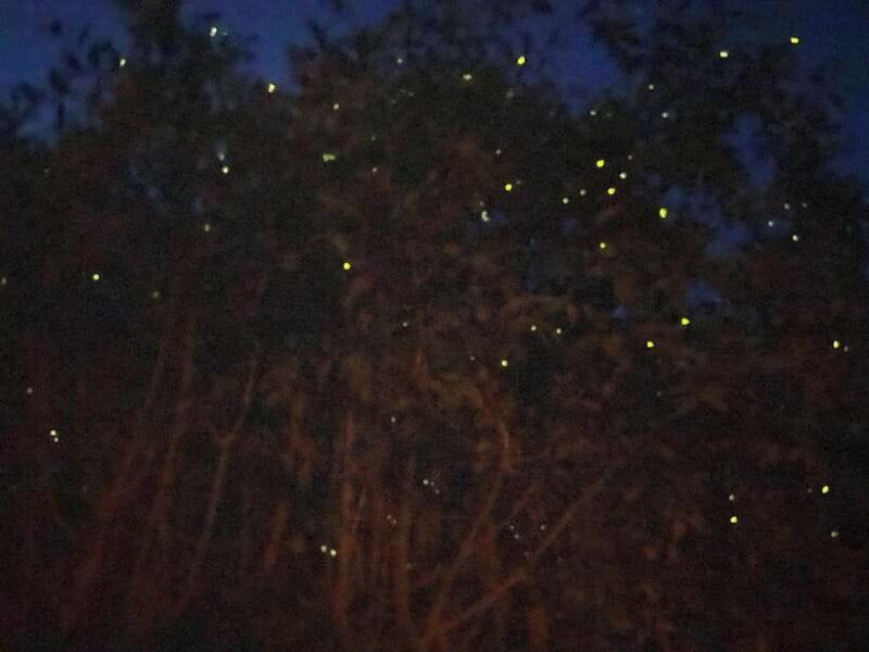 Kuala Lumpur: Kuala Selangor Fireflies and Blue Tears Tour - Authentic Experiences and Honest Review Highlights