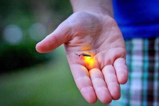 Kuala Selangor Fireflies - Batu Caves Temple- Malawati Hill DayTour With Dinner - Fireflies: The Nighttime Magic