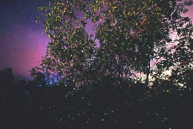 Kuala Selangor Firefly Tour From Kuala Lumpur - FAQ