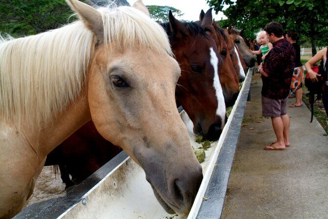 Kualoa Ranch - Horseback Walking Tour - An In-Depth Look: What to Expect
