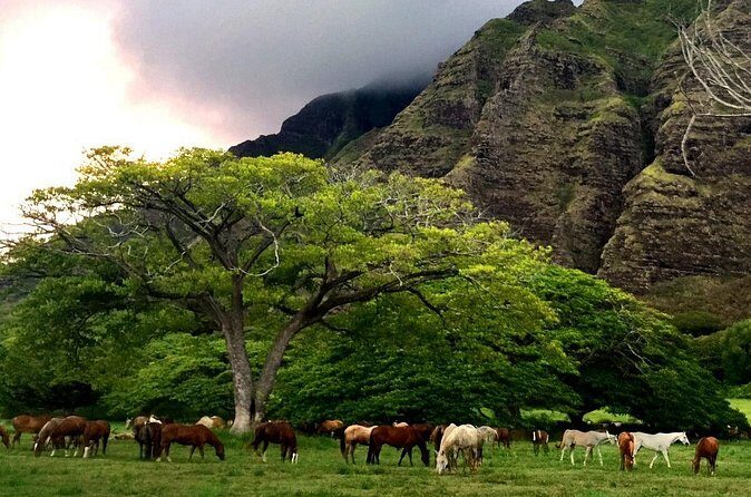 Kualoa Ranch - Horseback Walking Tour - Final Thoughts