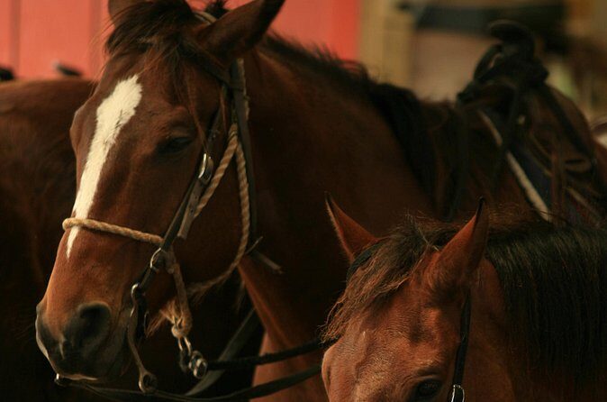 Kualoa Ranch - Horseback Walking Tour - FAQs