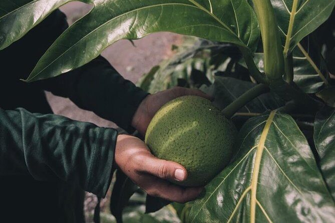Kualoa Ranch - Kualoa Grown Tour - Practical Details and Tips