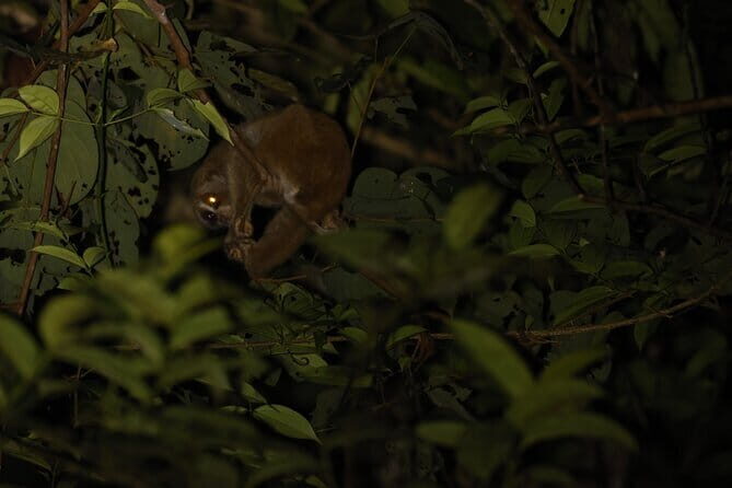 Kubah's Nocturnal Wonders Nighttime Frog Safari - Final Thoughts