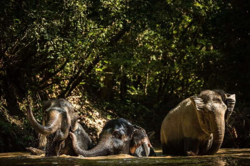 Kulen Mountain Day Trip with Picnic & Kulen Elephant Forest - A Complete Breakdown of the Tour
