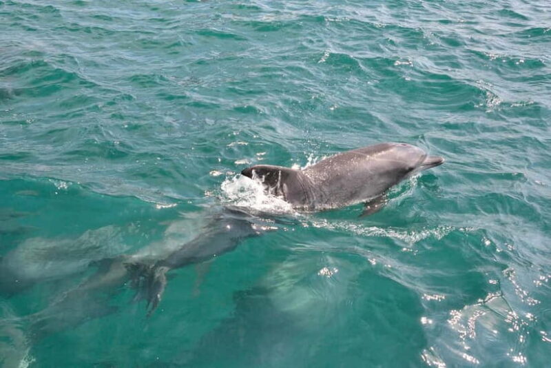 Kumamoto: Dolphin Watching and Zipline Experience Tour - An Authentic Day in Amakusa: What to Expect