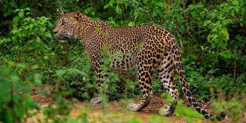 Kumana National Park : Full Day Safari (05:00 am - 06:00 pm) - Key Points