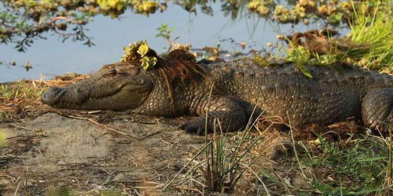 Kumana National Park : Full Day Safari (05:00 am - 06:00 pm) - A Deep Dive into the Kumana Safari Experience