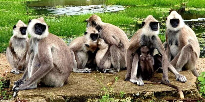 Kumana National Park : Full Day Safari (05:00 am - 06:00 pm) - Analyzing the Price and Value