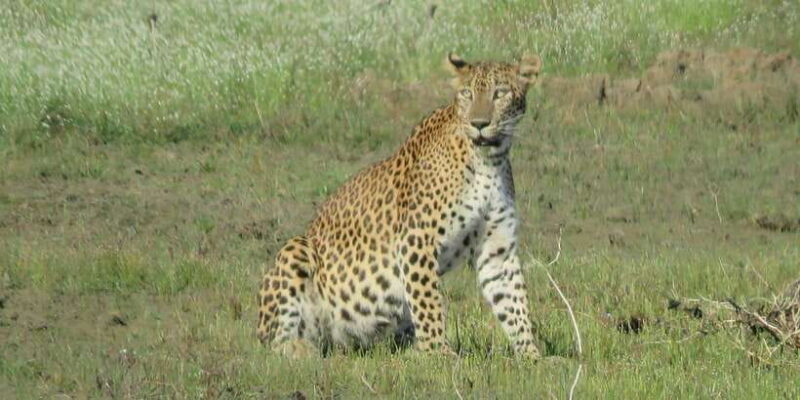 Kumana National Park : Full Day Safari (05:00 am - 06:00 pm) - Who Should Book This Tour?