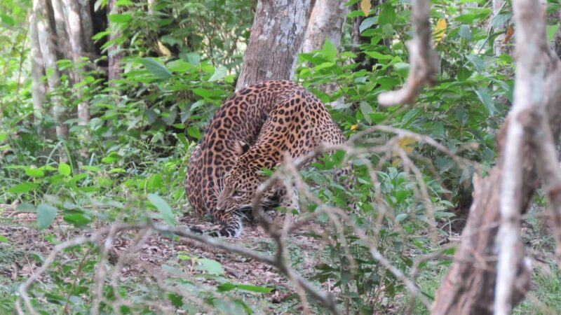 Kumana National Park : Full Day Safari (05:00 am - 06:00 pm) - The Sum Up