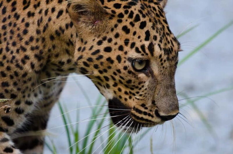 Kumana National Park Leopard Safari PRIVATE Tour - Key Points