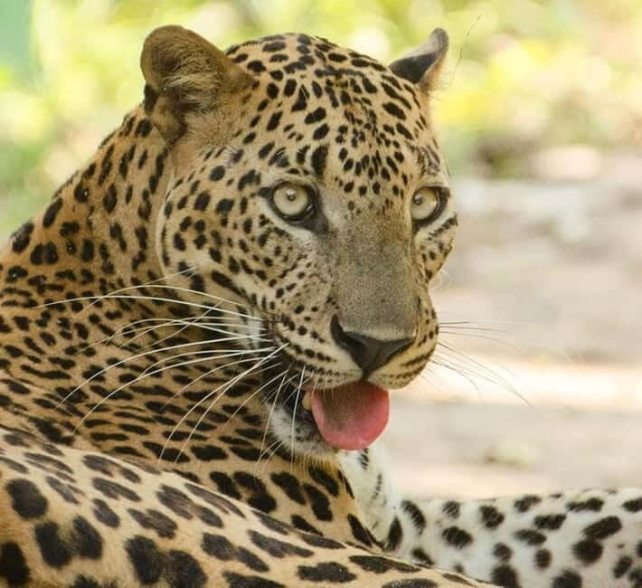Kumana National Park Leopard Safari PRIVATE Tour - The Sum Up