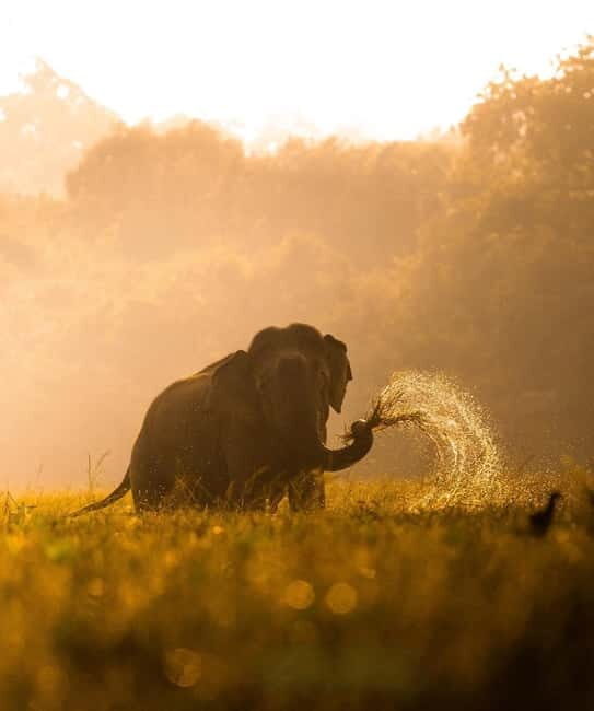 Kumana National Park Leopard Safari PRIVATE Tour - FAQ