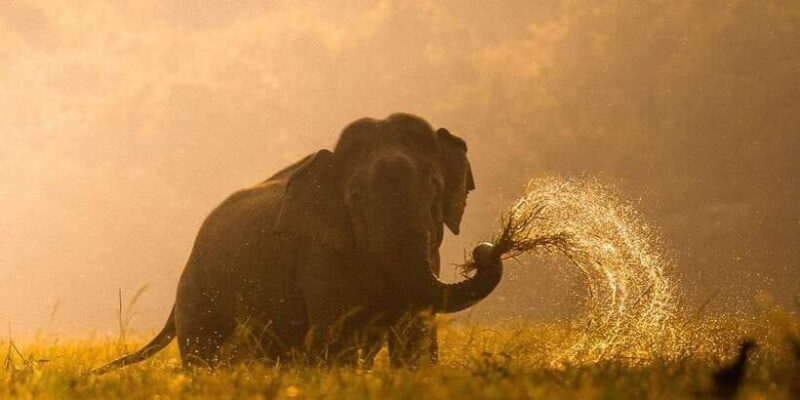 Kumana National Park: Morning or Afternoon Leopard Safari - Final Thoughts: Who Should Consider This Tour?