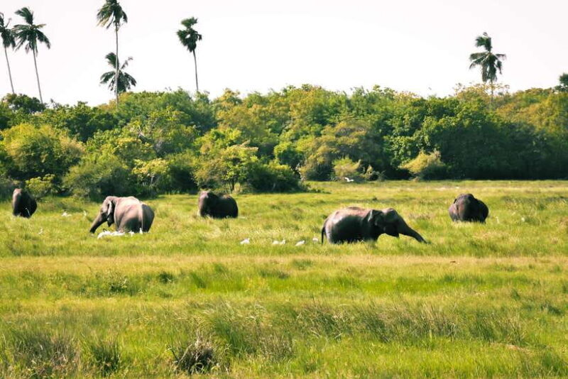 Kumana National Park : Private Half-Day Jeep Safari - What’s Included and What’s Not