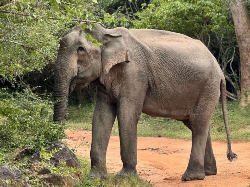 Kumana National Park : Private Half-Day Jeep Safari - Authentic Perspectives from Travelers