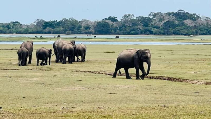 Kumana National Park : Private Half-Day Jeep Safari - The Sum Up