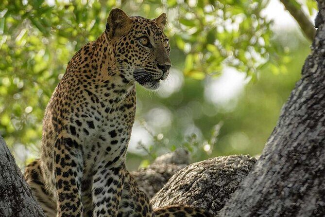 Kumana Safari Drive from Arugam Bay - A Closer Look at the Kumana Safari Drive Experience