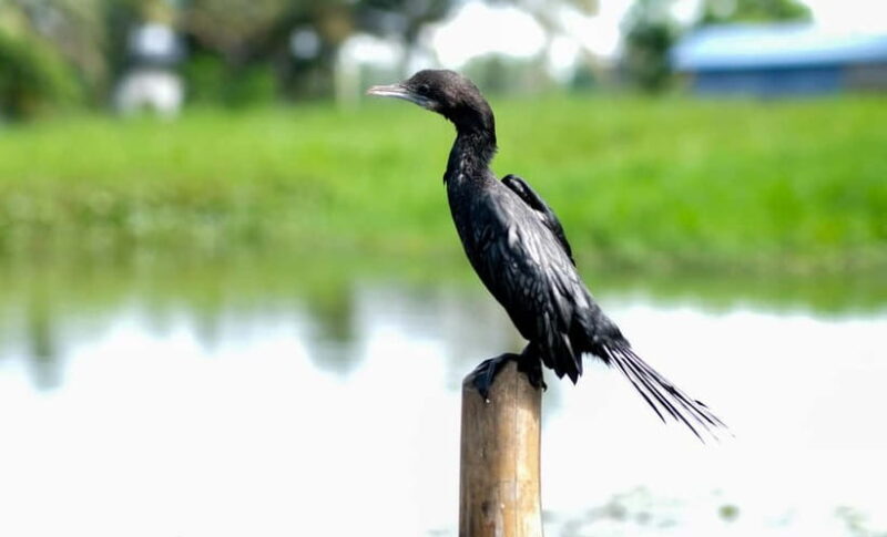 Kumarakom: Sunrise Cruise With Village Life and Local Food - An Honest Look at the Kumarakom Sunrise Canoe Cruise