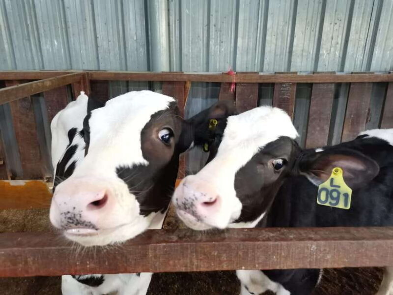 Kundasang : ATV Ride, Dairy Farm Visit & Meal Shared Tour - Final Thoughts