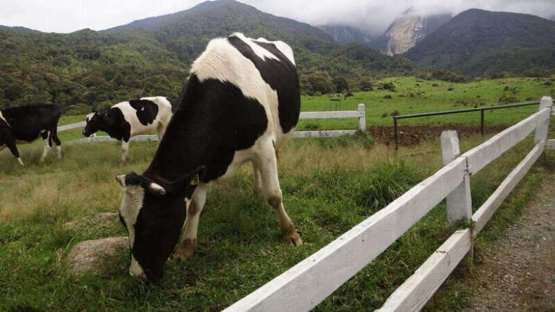 Kundasang: Day Tour with Desa Dairy Farm and Alpaca Club - The Sum Up