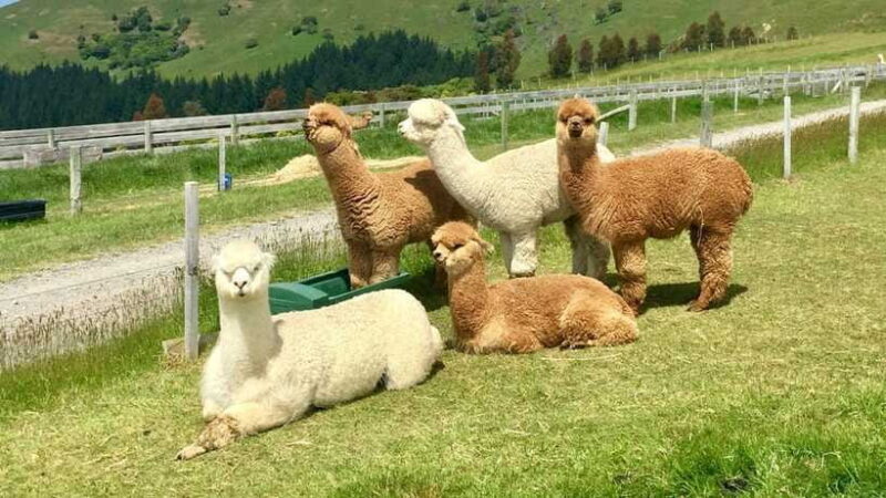 Kundasang: Day Tour with Desa Dairy Farm and Alpaca Club - FAQ