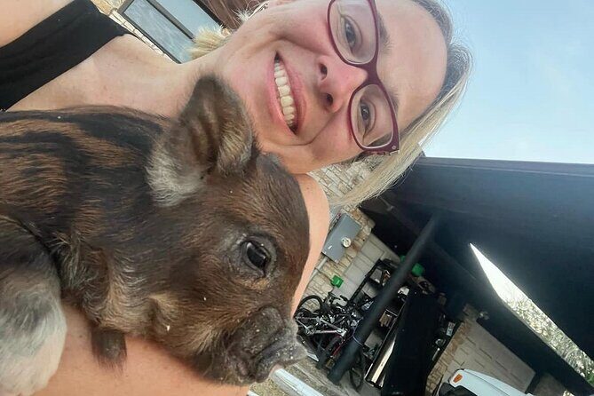 KuneKune Pig Farm Tour - The Experience: What Travelers Are Saying