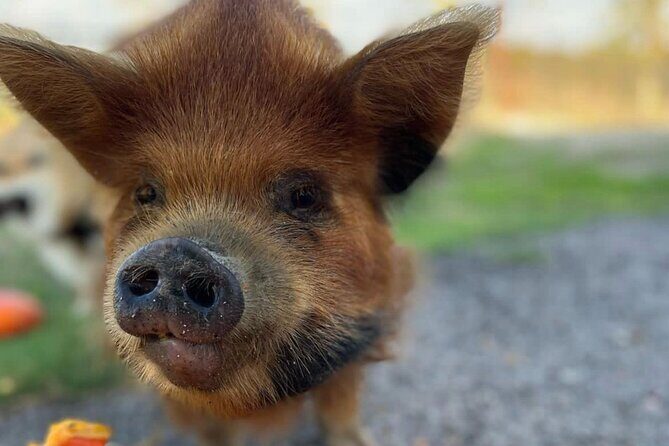 KuneKune Pig Farm Tour - Practical Considerations