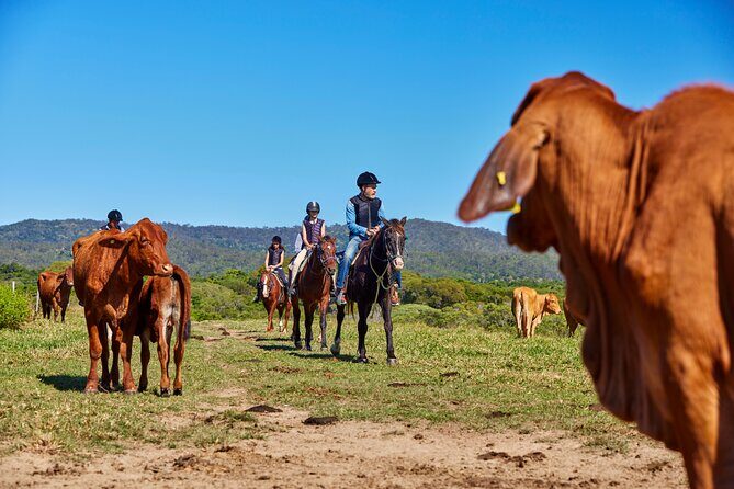 Kuranda 60 minute Horse Trail Ride and Petting Farm - Authenticity and Authentic Experiences