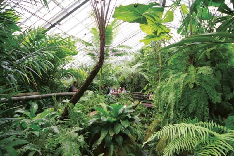 Kuranda: Australian Butterfly Sanctuary - Key Points