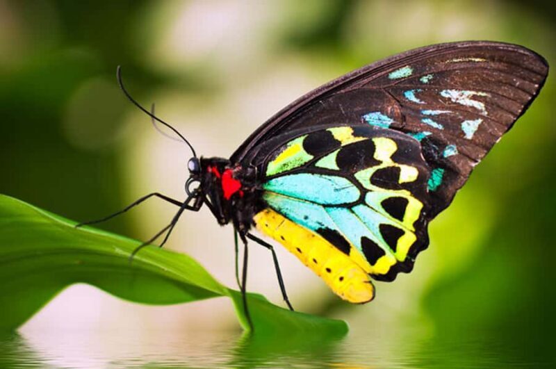 Kuranda: Australian Butterfly Sanctuary - An In-Depth Look at the Butterfly Sanctuary Experience