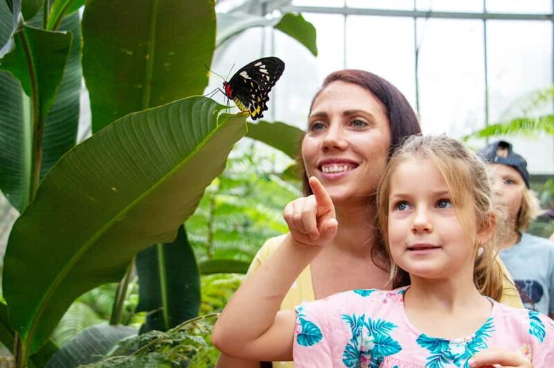 Kuranda: Australian Butterfly Sanctuary - FAQ