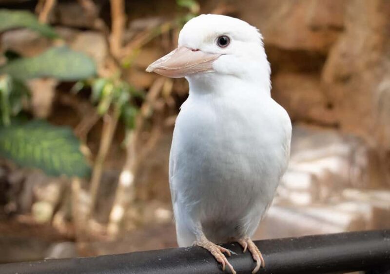 Kuranda, Cairns & Port Douglas Multi-Park Package - The Sum Up: Who Will Love This Experience?