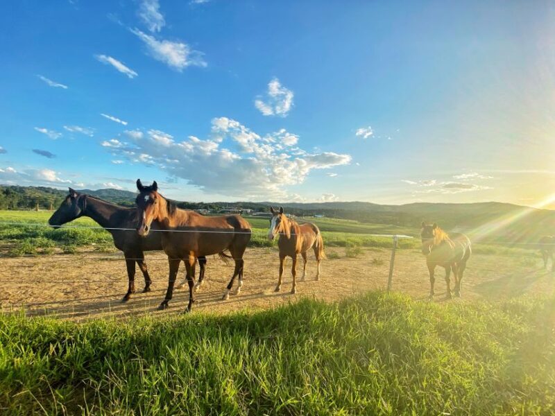 Kuranda Half Day with Petting Zoo & Horse Trail Ride Tour - Time in Kuranda Village: Food, Markets, and Leisure