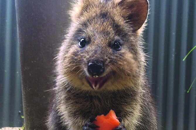 Kuranda Koala Gardens and Birdworld Admission Tickets - What You Can Expect from the Tour