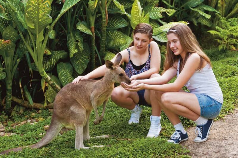 Kuranda Koala Gardens Park Entry - Who Should Consider Visiting?
